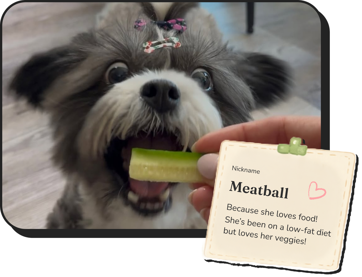 Leia the Shih Tzu