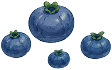 blueberries